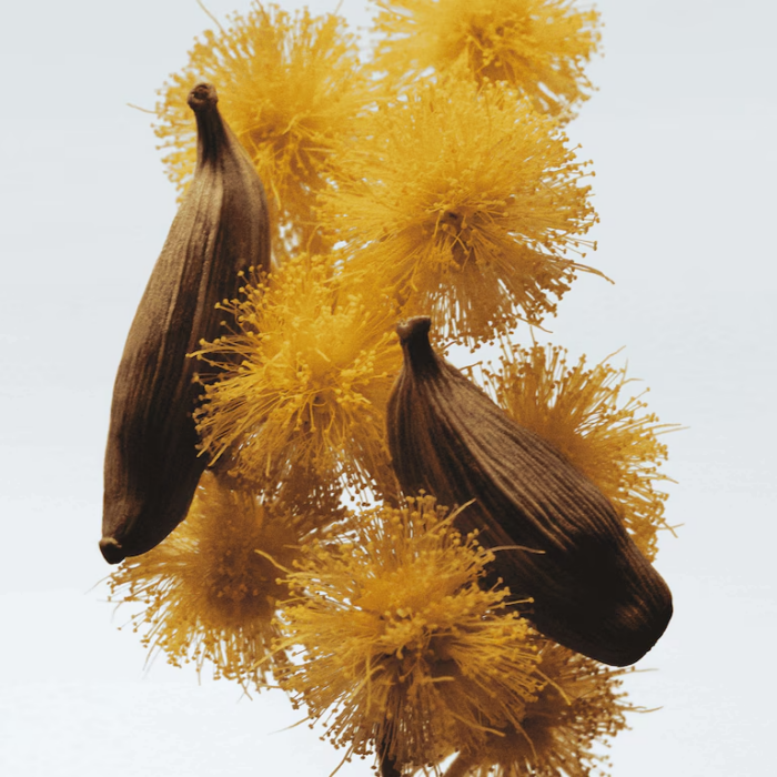 Mimosa & Cardamom Cologne – Bild 3