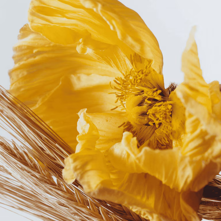 Poppy & Barley Cologne – Bild 2