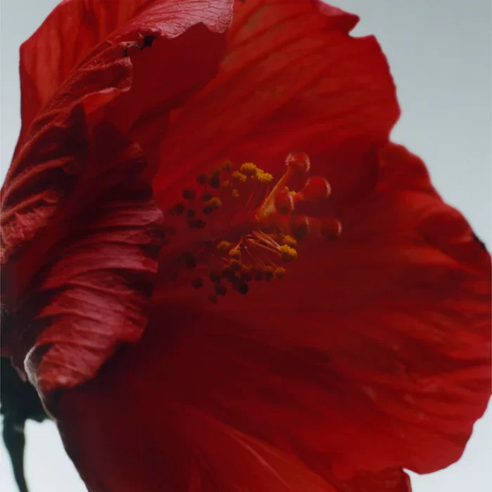 Red Hibiscus Cologne Intense – Bild 2