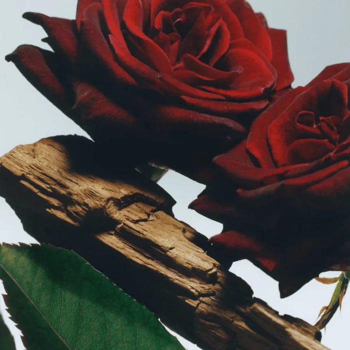 Velvet Rose & Oud Cologne Intense – Bild 2