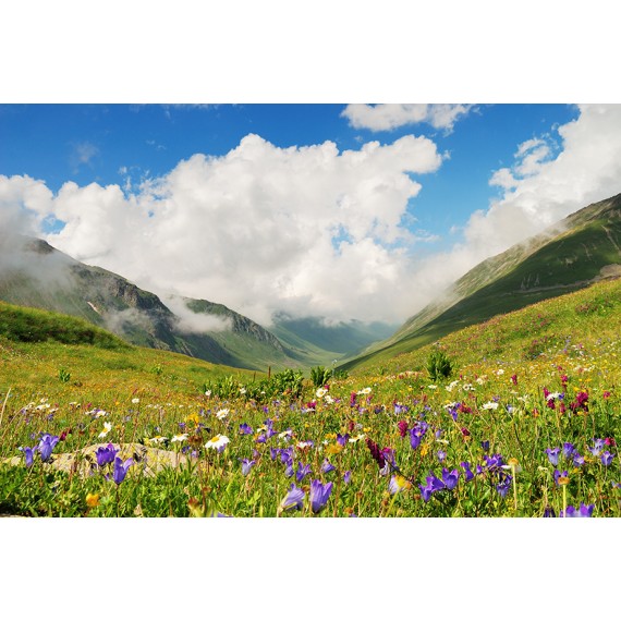 Bergblumen - Room Fragrance