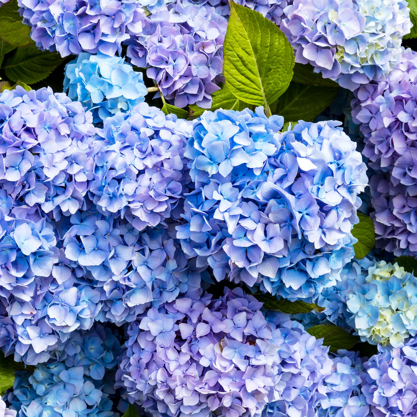 Hydrangea – Bild 2