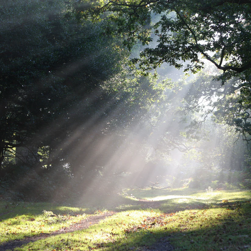 Shaft of Light – Bild 3