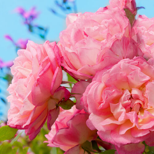 Rosengarten - Room Fragrance