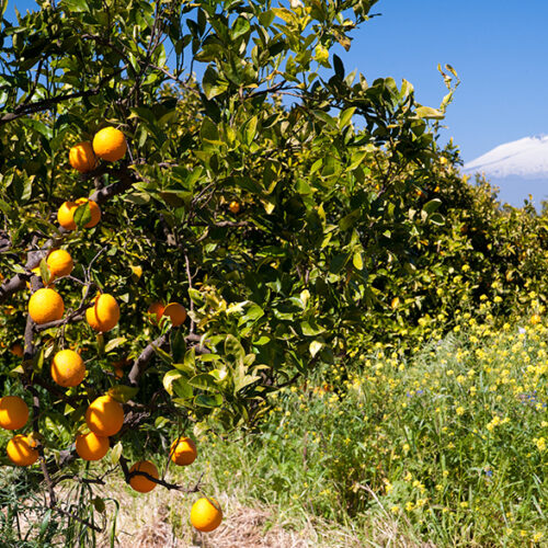 Siziliengarten - Room Fragrance