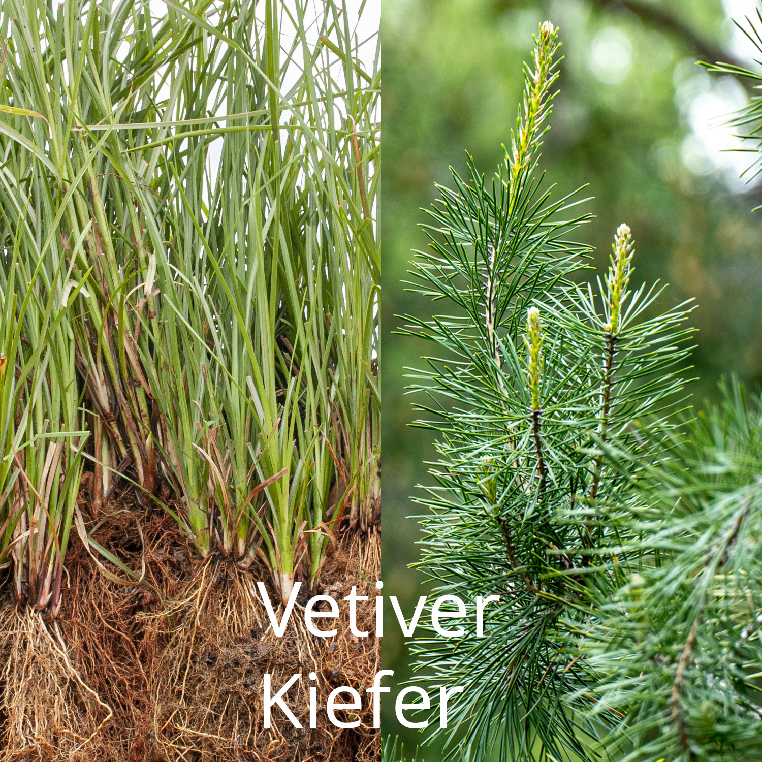 Waldlichtung - Room Fragrance